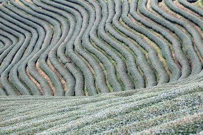 Vista de un campo de hoja de té en Mong Mao, Myanmar.