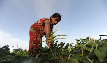 Una mujer recoge judías en Vantharamoolai (Sri Lanka).
