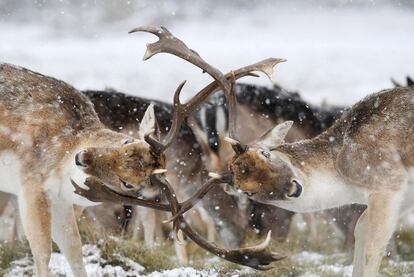 Dos ciervos chocan sus cornamentas durante un día de nieve en parque Richmond de Londres (Reino Unido), el 28 de febrero de 2018.