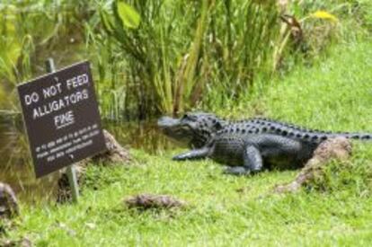 Cocodrilo en el Parque Nacional de los Everglades, al sur de Florida.