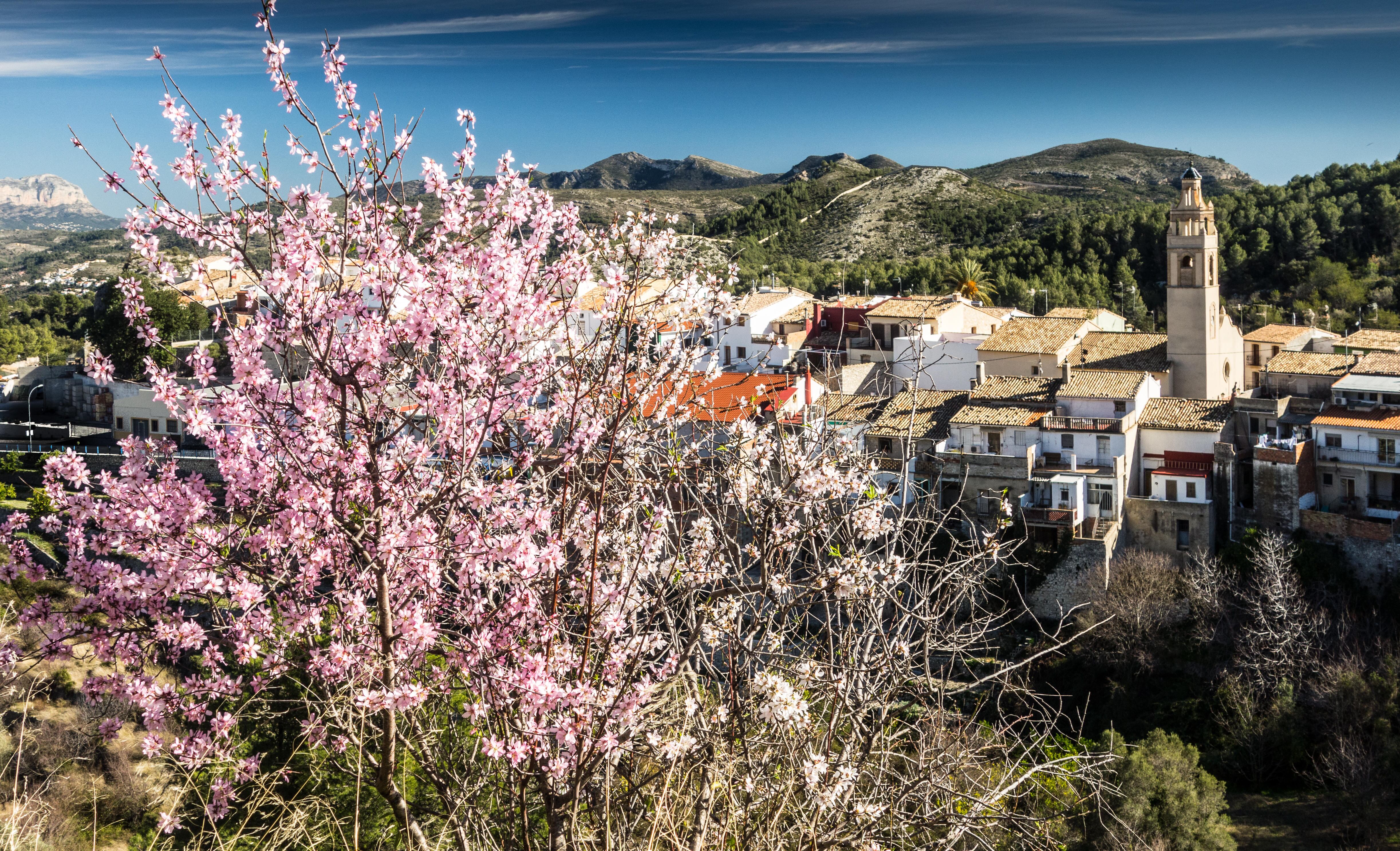 Almendros en flor en el pueblo alicantino de Campbell.