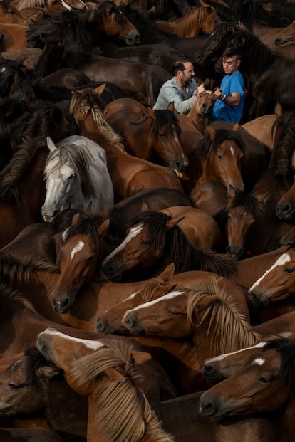 Caballos salvajes son arreados para llegar a la aldea de Sabucedo, durante la Rapa das bestas.