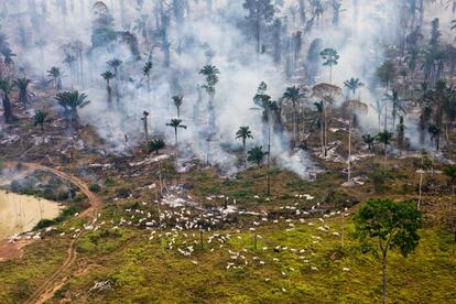 "Ao longo da história, a exploração a que os humanos submeteram a Terra seguiu esta sequência: coloniza, destrói e segue adiante”, Garret Hardin. Essa amplidão de floresta amazônica incendiada, no Brasil, é o que a plataforma denomina de “zona zero da guerra contra a natureza”.