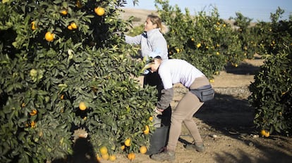 Dos jornaleras recog&iacute;an naranjas el pasado viernes en un campo de Lora del R&iacute;o (Sevilla).