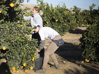 Dos jornaleras recog&iacute;an naranjas el pasado viernes en un campo de Lora del R&iacute;o (Sevilla).