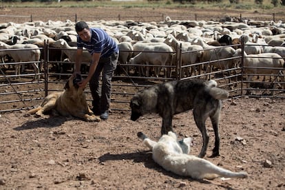 El ganadero Javier Arroyo con los mastines que le ayudan a evitar daño del lobo a su rebaño de ovejas.