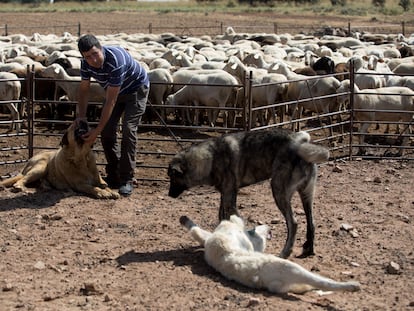 El ganadero Javier Arroyo con los mastines que le ayudan a evitar daño del lobo a su rebaño de ovejas.