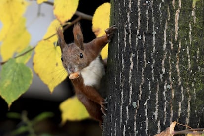 Una ardilla con una bellota sobre un árbol de Berlón (Alemania), el 20 de octubre de 2017.