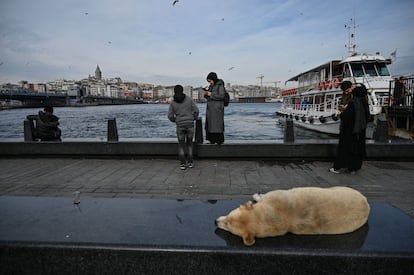 Un perro duerme en un banco cerca de una estación de ferri con la Torre de Gálata en el fondo, en el distrito de Eminonu en Estambul (Turquía).