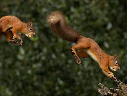 Esquirols saltant.