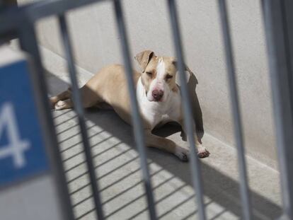 Un perro en un centro de protección animal.