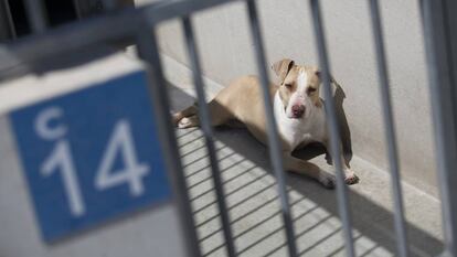 Un perro en un centro de protección animal.