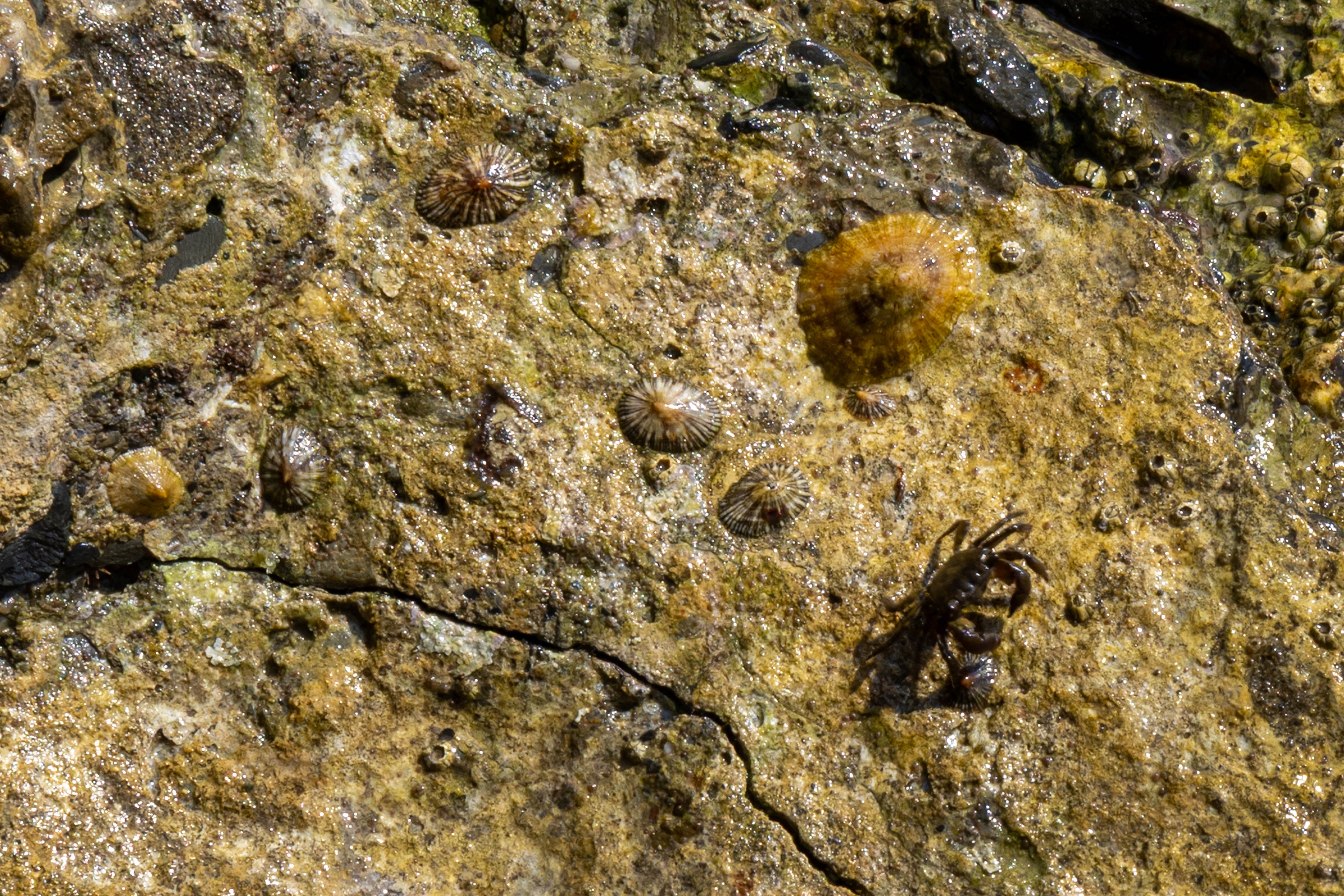 Roca con las lapas ferruginosas (Patella ferrugínea) antes de iniciar las obras de regeneración de la playa de los Baños del Carmenn.