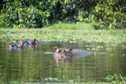 Los hipopótamos sagrados de Bijagós.