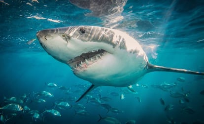 Un gran tiburón blanco en las islas de Neptuno en el sur de Australia.