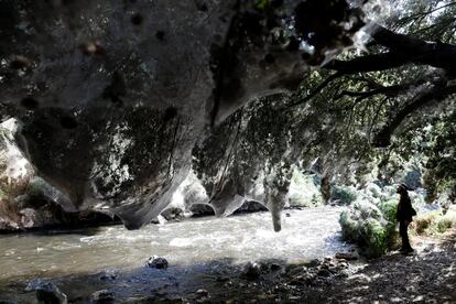 Un hombre observa una red de telarañas gigante que cubren gran parte de la vegetación a lo largo del arroyo Soreq, cerca de Jereusalén.