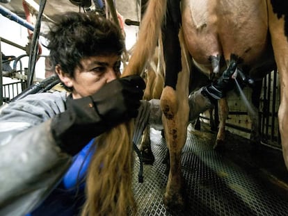 Una mujer ordeña una vaca en una granja de Girona.