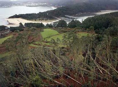 Árboles derribados por el temporal en una imagen captada ayer en la comarca de Ortegal.