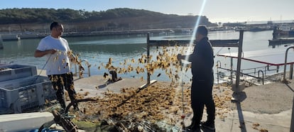 Dos pescadores de Cádiz desenredan las algas invasoras de la red de pesca, en una imagen cedida.