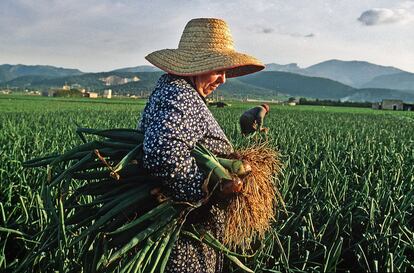 Una campesina mallorquina en la zona de Sa Pobla.