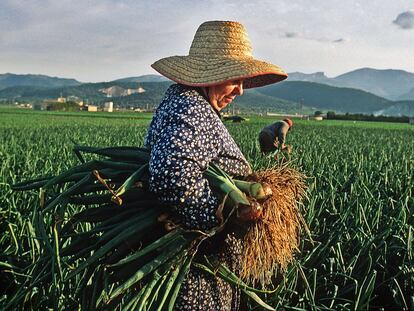 Una campesina mallorquina en la zona de Sa Pobla.