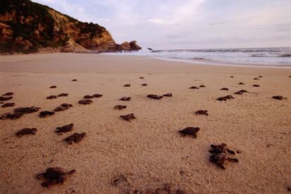 La magnífica playa de Mazunte (en la imagen), en el estado mexicano de Oaxaca, invita a practicar la postura del perro y del árbol. En el tranquilo centro de yoga (y de silencio) de Hridaya es posible iniciarse con un retiro de tres días o lanzarse a una experiencia de total ermitaño durante 49 días de soledad.