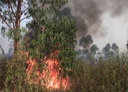 El fuego quema unos eucaliptos en la zona conocida como del Coto Nacional de Pata del Caballo.