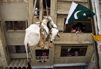 Un grupo de gente observa como elevan a un toro con una bandera de Pakistán atada a uno de sus cuernos en preparación del festival anual musulmán de Eid al-Adha o el Festival del Sacrificio, en Karachi (Pakistán).