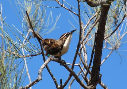 El Gárrulo coronirrufo australiano es una de las aves más sociales que existen.