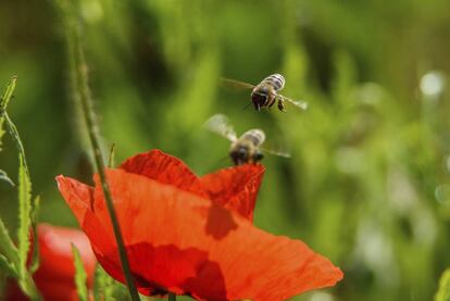 Unas abejas se aproximan a una amapola común cerca de Soshartyan, a unos 110 kilómetros al noreste de Budapest, Hungría.