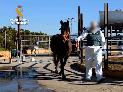 Uno de los caballos rescatados en la operación contra una organización criminal que introducía en el mercado carne equina no apta para el consumo humano.