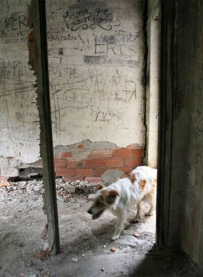 <i>Aira</i>, una de las dos perras de la nueva familia de Hórreos, en una de las casas asoladas.