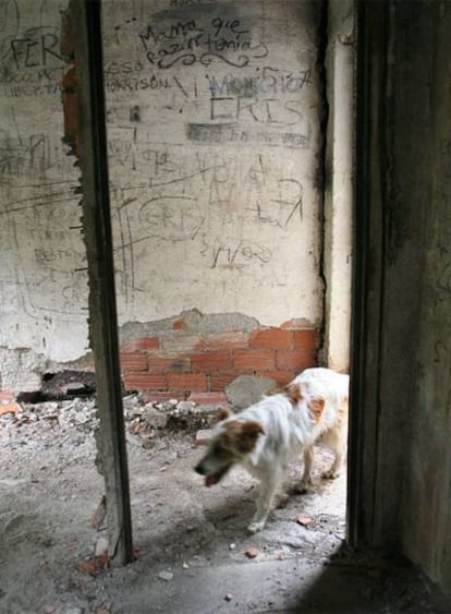 <i>Aira</i>, una de las dos perras de la nueva familia de Hórreos, en una de las casas asoladas.