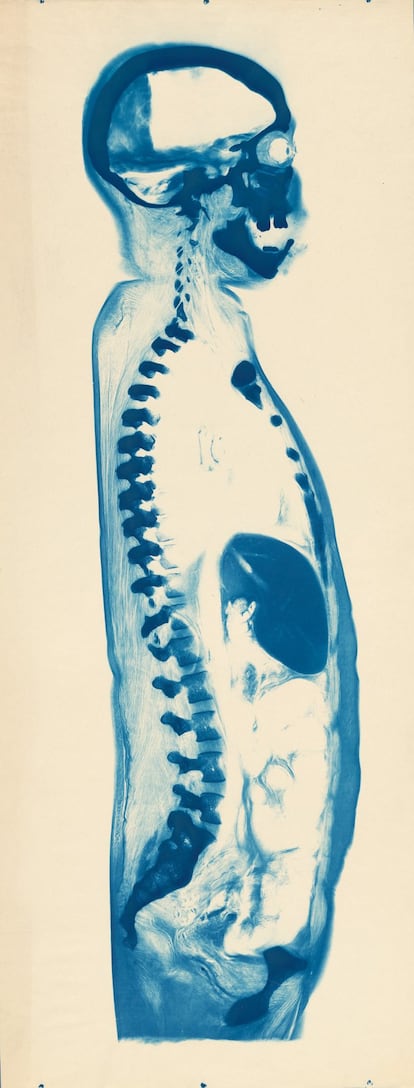 Sección transversal de un cuerpo humano, c. 1900-1920