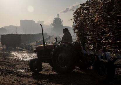 Un agricultor en un tractor cargado de caña de azúcar espera para descargar la cosecha fuera de una fábrica en el distrito de Baghpat en el Estado norteño de Uttar Pradesh (India).