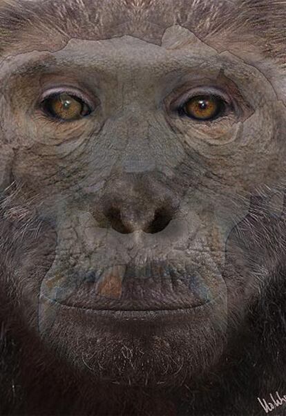 El <i>Pierolapithecus catalaunicus,</i> según <i>Science.</i>