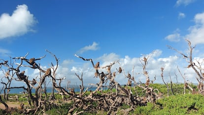 Hurricane Maria wiped out 63% of the vegetation on Cayo Santiago, so shade became a scarce and very valuable resource. In the image, a group of macaques on the dead trees.