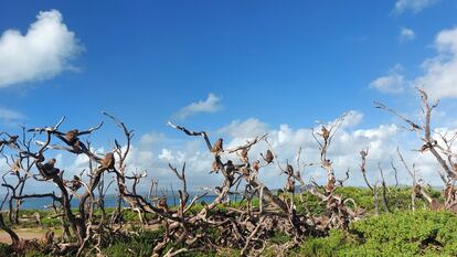 Hurricane Maria destroyed 63% of the vegetation on Cayo Santiago, so shade became a scarce and very valuable resource. In the image, a group of macaques on dead trees.