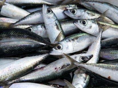 Inventan un aparato para detectar pescados más sabrosos