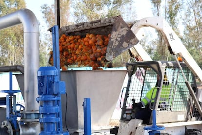 Una de las fases del proceso de transformación de las naranjas urbanas en biogás, en Sevilla.