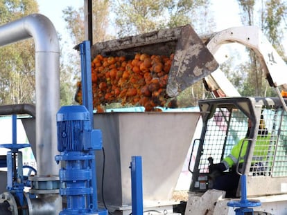 Una de las fases del proceso de transformación de las naranjas urbanas en biogás, en Sevilla.