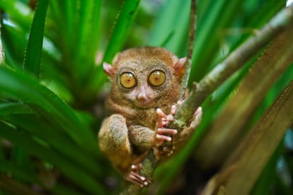 En cualquier visita a Bohol es impres­cindible contemplar los montes de Chocolate y como a los tarseros, unos simpáti­cos primates de ojos salto­nes (en la foto). La población local sigue refiriéndose a la provincia como la República de Bohol, en alusión a su breve independencia a principios del siglo XIX.