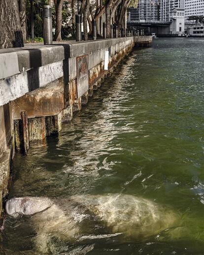 Un manatí en Miami (2019).