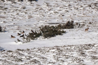 Una manada de lobos, en un punto remoto de la alta montaña cantábrica, en la divisoria de aguas de la cordillera.