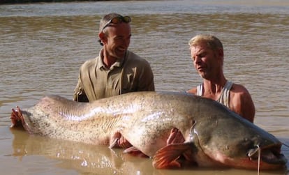 Silurus glanis o siluro fue introducido en la cuenca del Ebro en 1974 para la pesca deportiva. Este deporte motivó también su impotarción en las cuencas del Tajo, el Ter y Llobregat. Este pez puede llegar a alcanzar hasta los 2,5 m de longitud. En la foto, se observa el ejemplar más grande cazado nunca en España con 102,7 kilogramos de peso. Predador voraz y agresivo, en sus primeras etapas de vida se alimenta de plancton. Al entrar en la juventud, su dieta se basa en invertebrados y, en la fase adulta, en peces, anfibios y roedores que caza de noche al subir a la superficie. Sedentario prefiere zonas profundas de fondo blando, con aguas tranquilas y turbias. Al necesitar poco oxígeno, tolera bien la contaminación. Se han registrado ataques a pescadores según el Ministerio de Medio Ambiente.