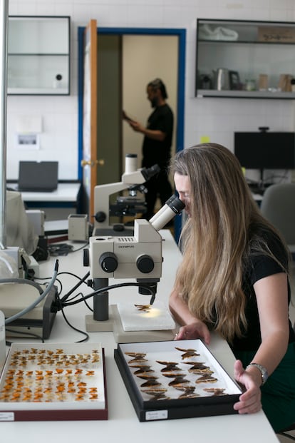 Los investigadores Sara Castro-Cobo y Enrique Ledesma, trabajando en un laboratorio de la Autónoma en Madrid. 