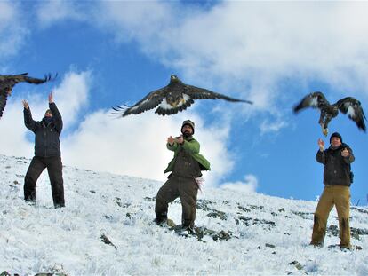 Las águilas reales más jóvenes regresan antes a sus nidos en el Ártico que las veteranas
