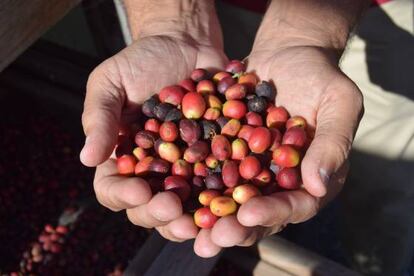 Los frutos con muy pocos días de secado