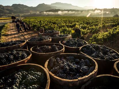 Racimos de uvas vendimiadas en La Rioja.