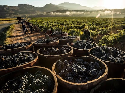Varios trabajadores recogen uvas en la vendimia, el pasado mes de agosto.